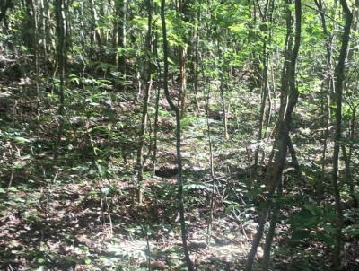 S�tio para Venda, em Canela, bairro 